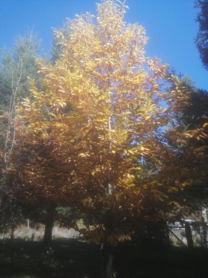 Cabana May Pao, Para 3 En Melipeuco Cerca Del Parque Nacional Conguillio Exteriér fotografie