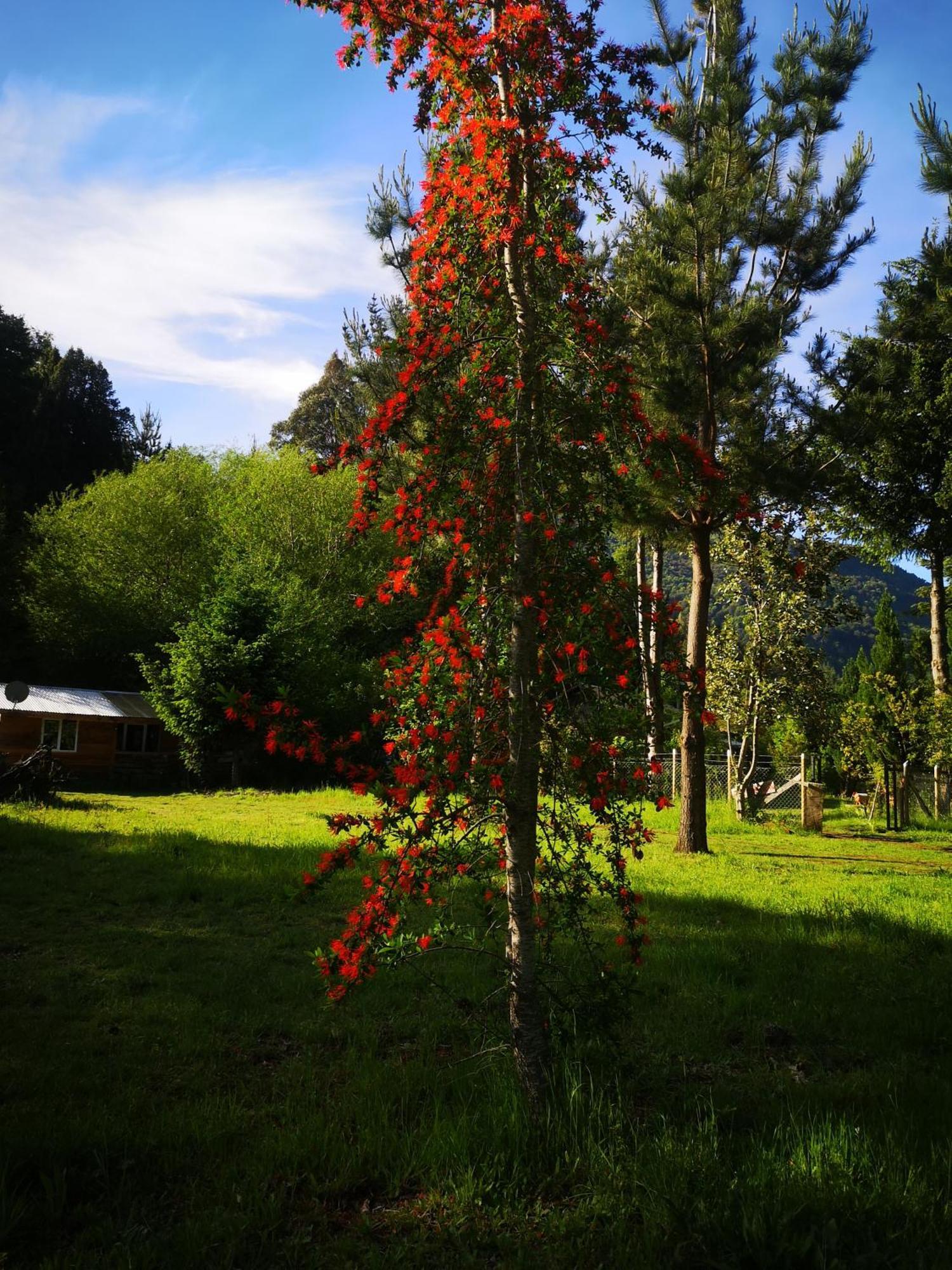Cabana May Pao, Para 3 En Melipeuco Cerca Del Parque Nacional Conguillio Exteriér fotografie